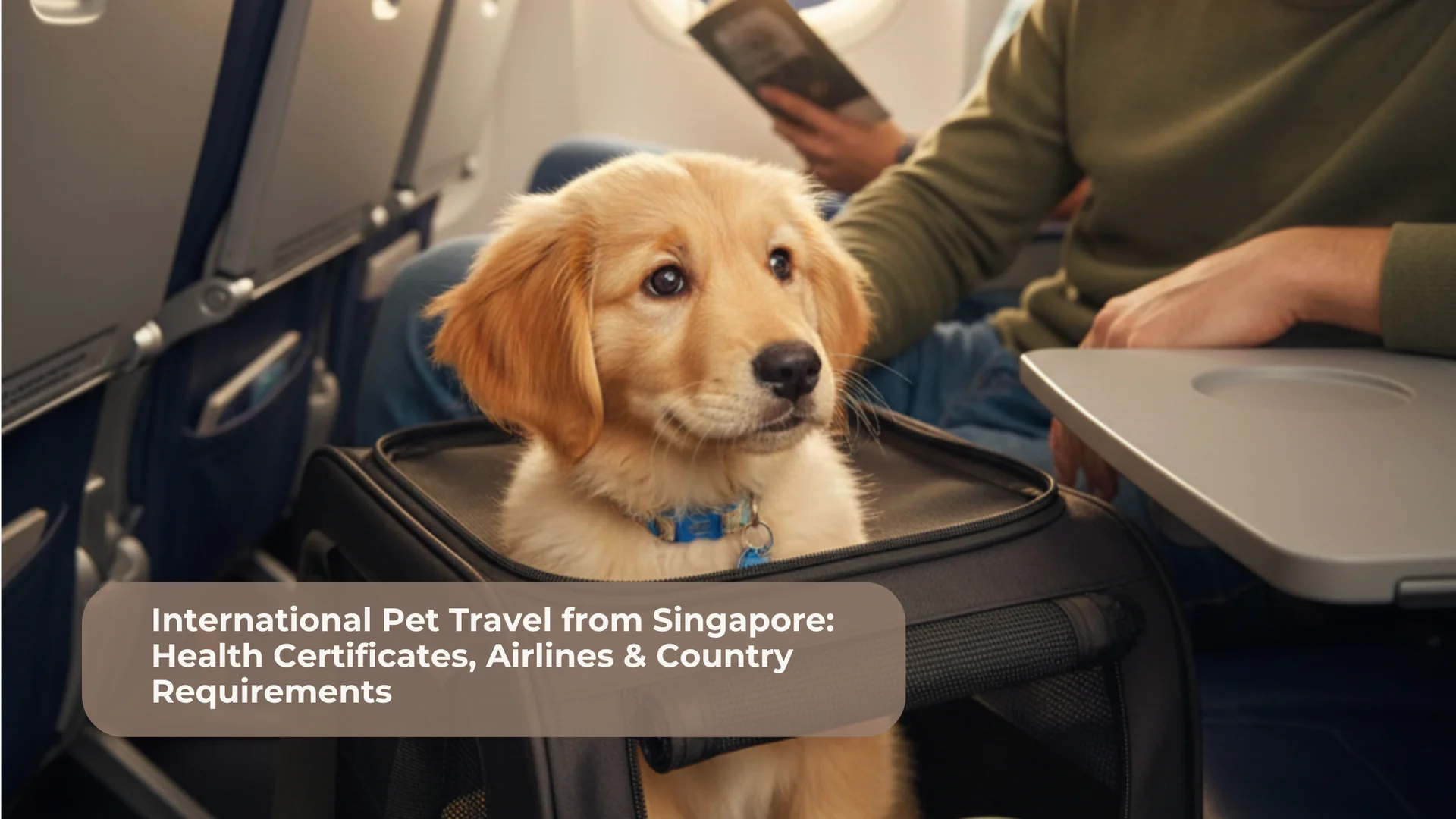 Singapore Airport with a Pet